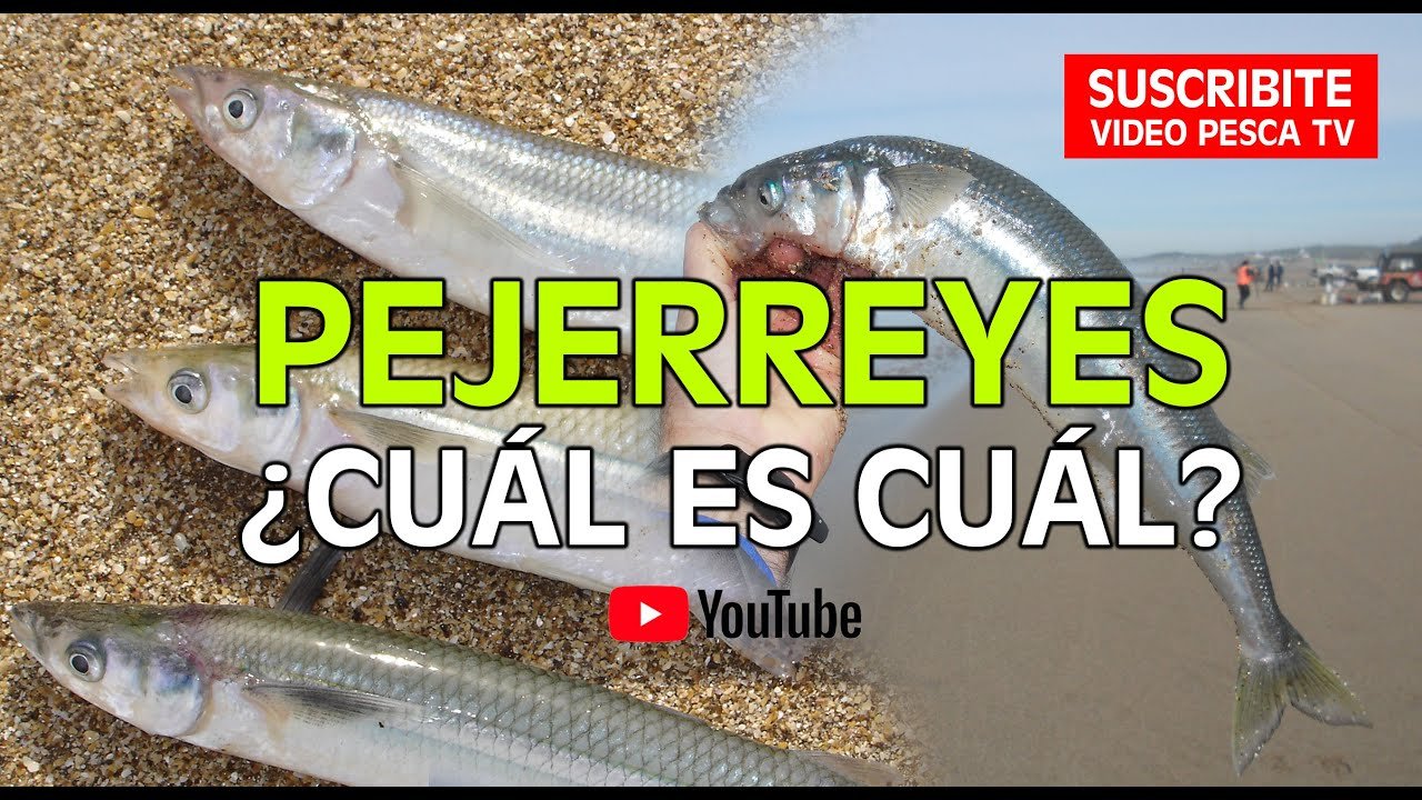 Descubre Todo Sobre El Pez Parecido Al Pejerrey Caracter Sticas