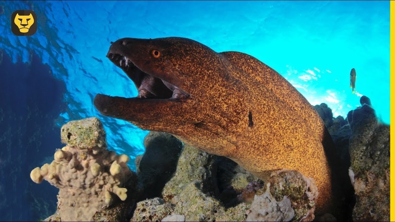 Todo Sobre El Misterioso Pez Marino Parecido A La Anguila