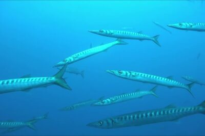 Cardumen de barracudas delgadas nadando en mar abierto 11qp5vpMwl8
