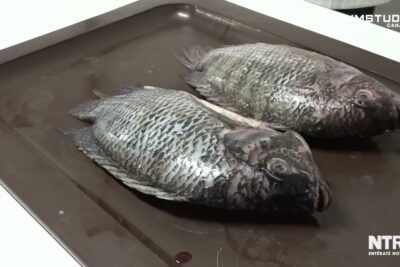 Dos tilapias enteras con escamas visibles sobre bandeja metálica 2JrIreBd6Ok