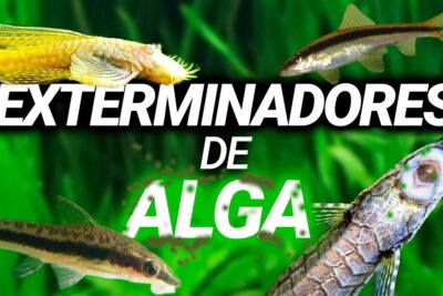 Varios peces comedores de algas en un acuario plantado actuando como exterminadores de algas 2dIG2Ezf Jc.