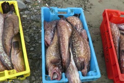 Cajas amarilla, azul y roja con pescado fresco de piel moteada sobre suelo pedregoso.
