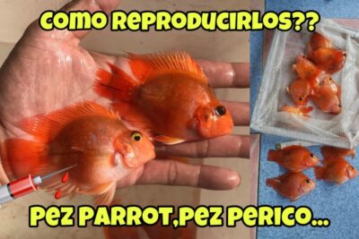 Peces parrot naranjas en una mano y varios ejemplares en una red con texto 'Como reproducirlos??' 3bAwBcp 9Yw