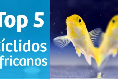 Cíclido amarillo en primer plano nadando frente a fondo azul con texto Top 5 Cíclidos africanos 4XJYM7lt3aU