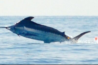 Marlín azul saltando sobre la superficie del mar 4Z4BzDovLKI