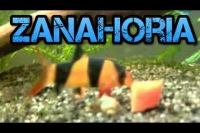 Pez locha de franjas naranja y negra alimentándose de trozos de zanahoria sobre grava en acuario 4cMTndh qcw