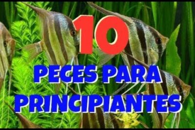 Peces ángel nadando entre plantas acuáticas con el texto promocional '10 Peces para Principiantes' 57HEeD84VVI