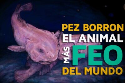 Ilustración de un pez borrón rosado nadando sobre un fondo azul oscuro 5mDVHfxXg2w