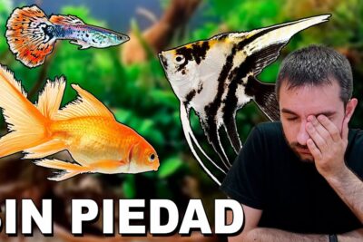 Hombre con gesto de cansancio junto a peces de acuario 62mOKV9Y 8A