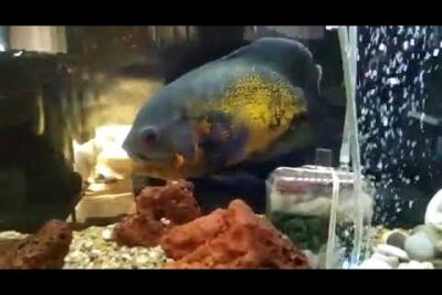 Pez Oscar grande azul y naranja entre rocas en acuario 6ZvHnsxPPkI