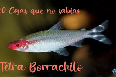Pez Tetra Borrachito de cabeza roja y cuerpo plateado 6wlm3Xk3 YY