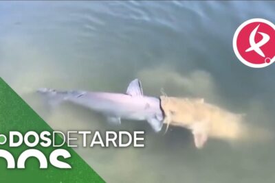 Tiburón en agua turbia con otra criatura adherida cerca del hocico 7hUMtqqLFvI