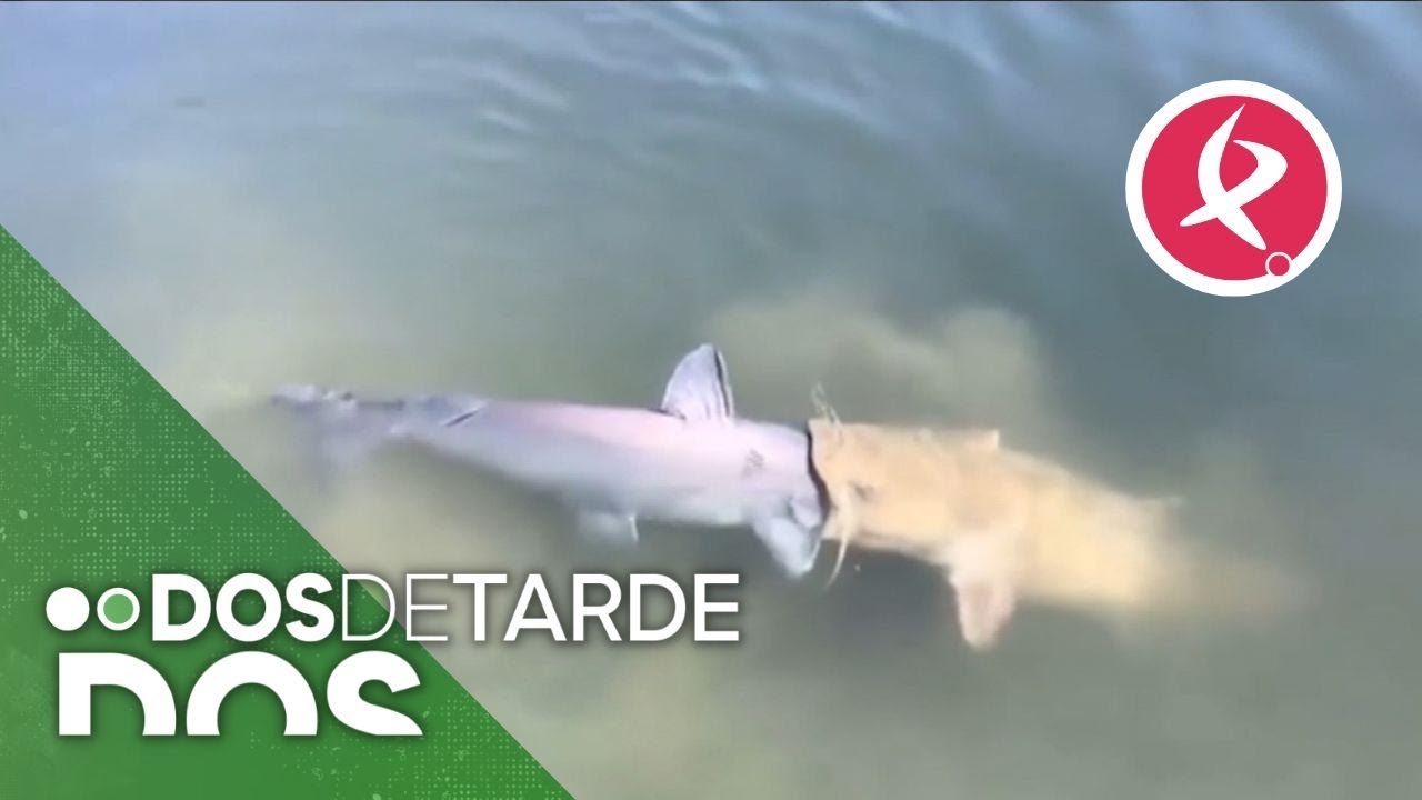 Tiburón en agua turbia con otra criatura adherida cerca del hocico 7hUMtqqLFvI