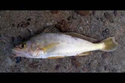 Pez blanco dorado recostado sobre arena y pequeñas piedras 7jdPNSUUaxg.