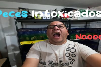 Hombre con gafas gritando frente a estantería con acuarios y cajas con texto superpuesto Peces Intoxicados y Noooo!!!