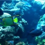 Peces similares Xcaret: Descubre la belleza y diversidad en el mundo submarino