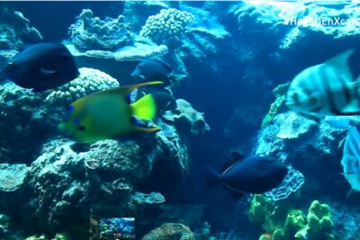 Peces tropicales nadando entre corales en un acuario con tonos azules 9ZEojQyYBmo