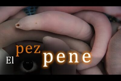 Primer plano de gusanos marinos blanquecidos tipo pez pene A0EnnCTryVI