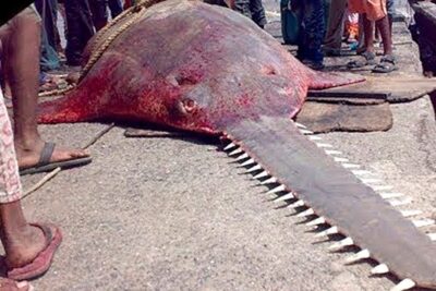 Pez sierra gigante ABX66z4zN6Q tendido en un muelle mostrando su largo rostrum dentado