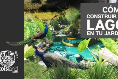 Alq3x8U3ET4 muestra un lago de jardín con carpas koi, pavos reales y vegetación exuberante.
