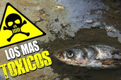 Pez muerto en agua contaminada junto a señal de peligro químico AxApTPuLvoE.