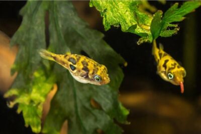 Dos peces amarillos con manchas negras nadando entre hojas verdes en un acuario BRc50XCawFE