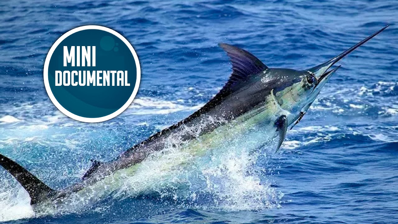 Marlín saltando desde el mar con grandes salpicaduras y un distintivo 'MINI DOCUMENTAL' BUZ NHbSDnM