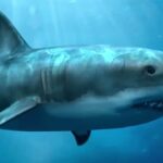 El enigma del pez más grande que el megalodón