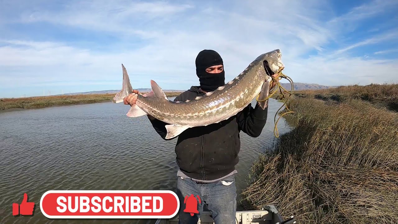 Hombre con pasamontañas sosteniendo un gran esturión DmSBu5qb6Hc junto a un río