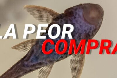 Pez de acuario tipo pleco visto desde arriba con la frase LA PEOR COMPRA y etiqueta Ez 5pkPak1k