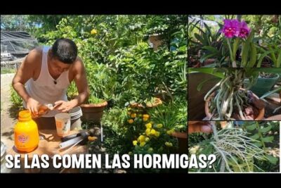 Hombre trabajando en jardín con macetas, orquídea y herramientas, Fa je2 7nI8