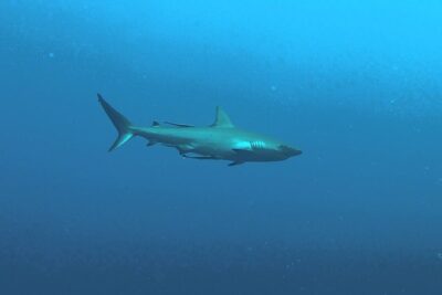 Tiburón solitario nadando en mar abierto visto de perfil Fn hwyGf1xc