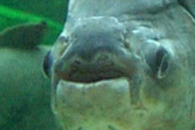 Primer plano del rostro de un pez en agua verde GBHcGOTiv3s.