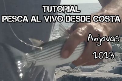 Mano sujetando una anjova rayada junto a la costa con caña y rocas de fondo GSbWUlOn jY
