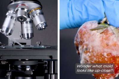 Microscopio con objetivo y mano enguantada sosteniendo una fresa cubierta de moho HVQwg651SJc.