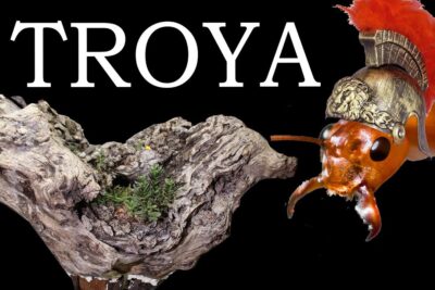 Hormiga con casco romano frente a un trozo de madera vieja y el texto "TROYA" HoqFFhXWe o