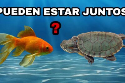 Pez dorado y tortuga acuática frente a frente sobre fondo azul I16LSi59OSA.