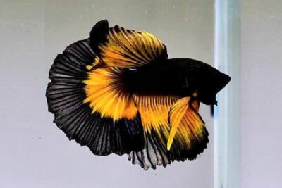 Betta negro con aletas amarillas vibrantes ICt9Z 8S33Y mostrando cola en forma de abanico