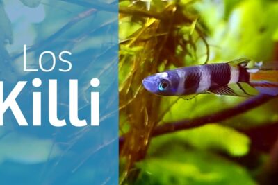 Pez killifish rayado y colorido entre plantas acuáticas en acuario J1W6KpRuQis