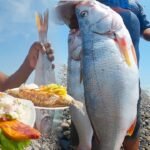 Descubriendo el Pescado Parecido a la Corvina: Todo lo que Necesitas Saber