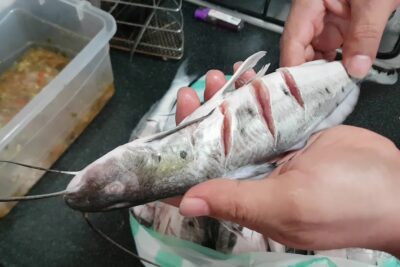 Manos sosteniendo un bagre con cortes en el costado listo para marinar Juy0w8y8DY4