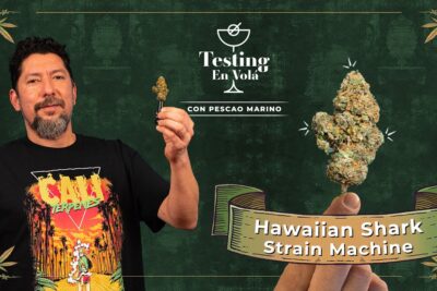 Hombre sosteniendo un cogollo de cannabis Hawaiian Shark frente a un fondo verde con el texto K9gMnGU3ei4
