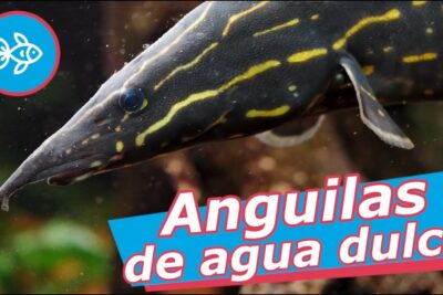 Primer plano de anguila de agua dulce negra con franjas amarillas KZUBBp2W0I4