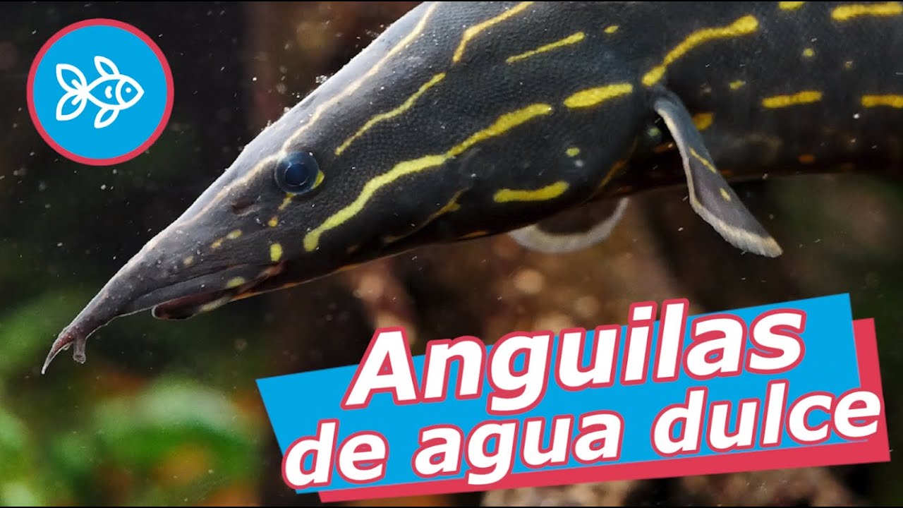 Primer plano de anguila de agua dulce negra con franjas amarillas KZUBBp2W0I4