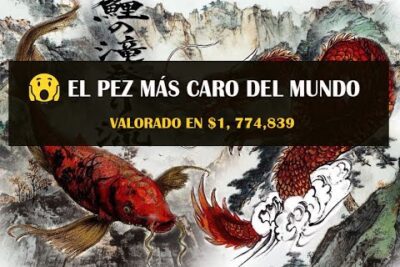 Ilustración de dos carpas koi rojas y blancas con un banner que anuncia EL PEZ MÁS CARO DEL MUNDO L1p7Iqax 80