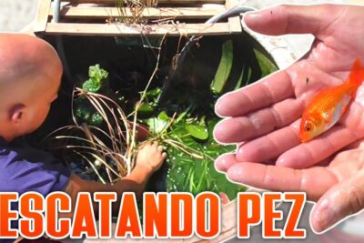 Mano sosteniendo un pequeño pez dorado rescatado junto a un estanque con plantas