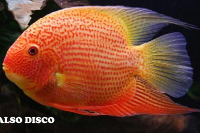 Pez naranja y rojo de cuerpo ovalado con aletas translúcidas y patrón moteado