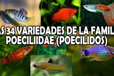 Collage de variadas especies coloridas de la familia Poeciliidae LXm1R48celY en un montaje visual