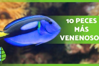 Pez azul tropical de cola amarilla junto a recuadro verde que dice 10 peces más venenosos Lb25gYUmLtc