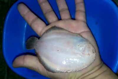 Mano sosteniendo un pequeño pez plano blanco y húmedo sobre un cubo azul LpSsxXuTizk